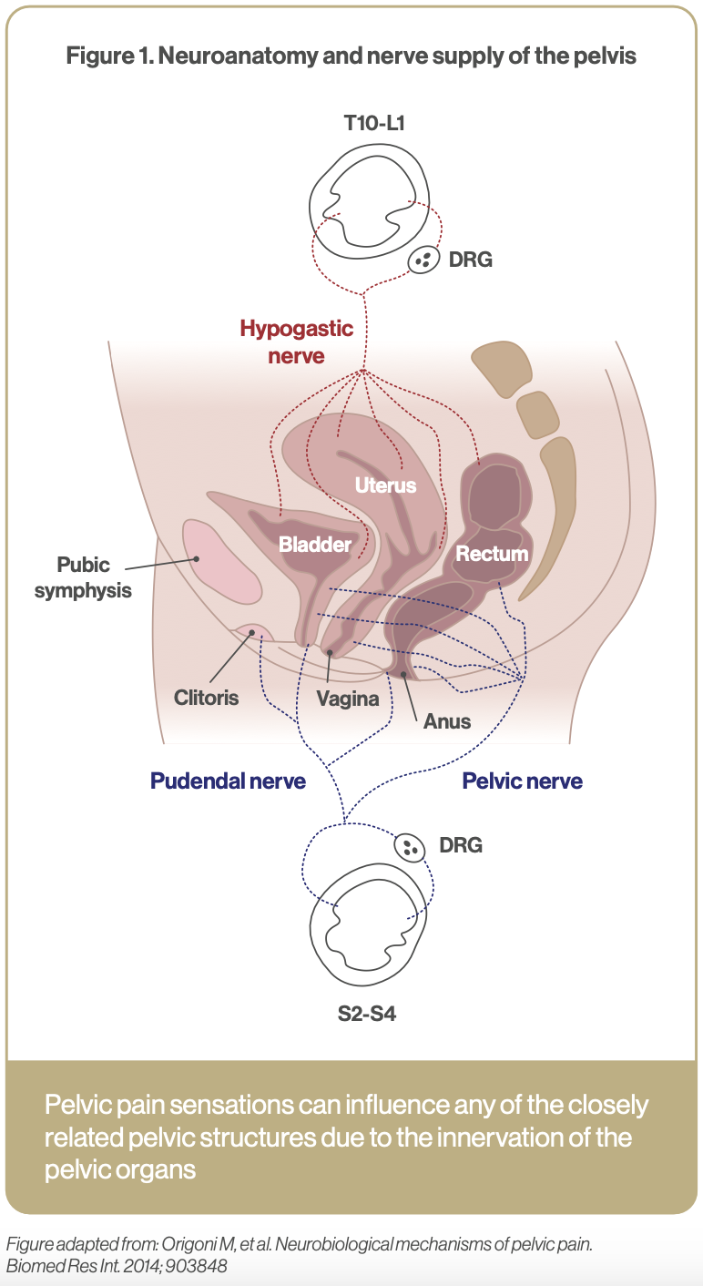 Chronic Pelvic Pain An integrative approach FX Medicine